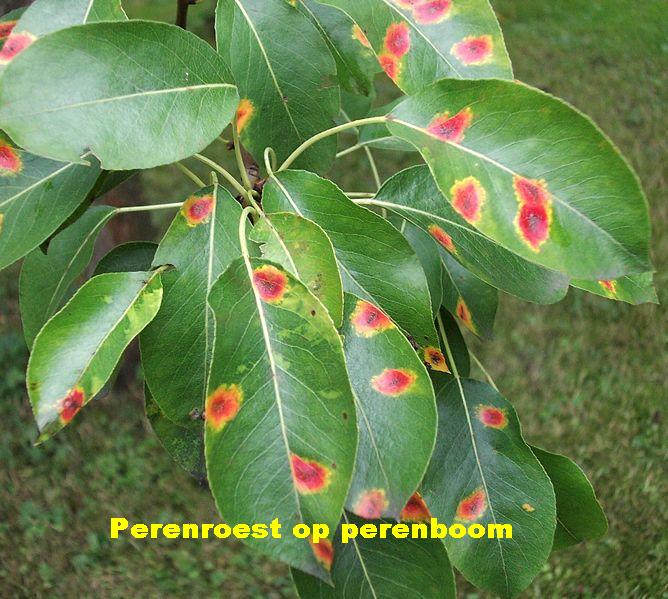 perenroest op perenboom