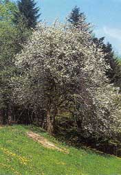 bloeiende Wilde Perenboom