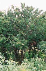Prunus americana