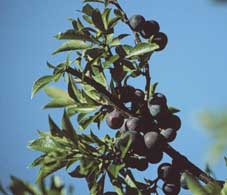 vruchten van Prunus maritima