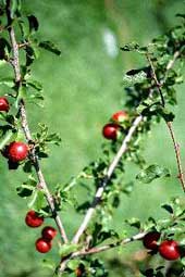 vruchten van Prunus subcordata